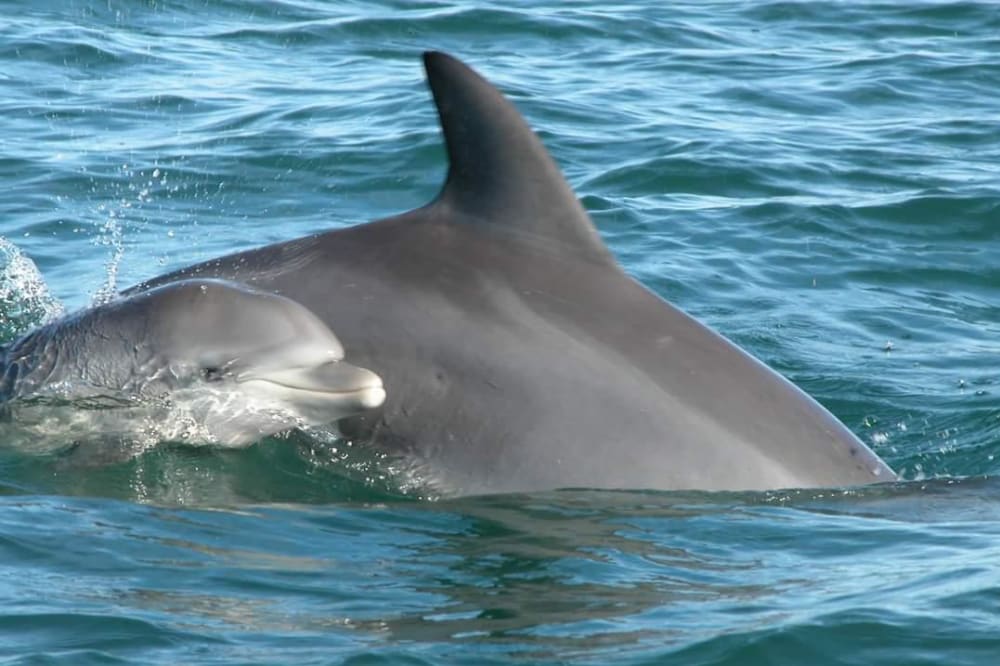 “Lagoon Escape” – Island Exploration Day from Shandrani Hotel