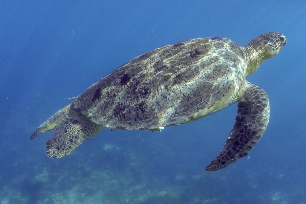 Snorkeling & Island Views – Mitsio 8 Hours