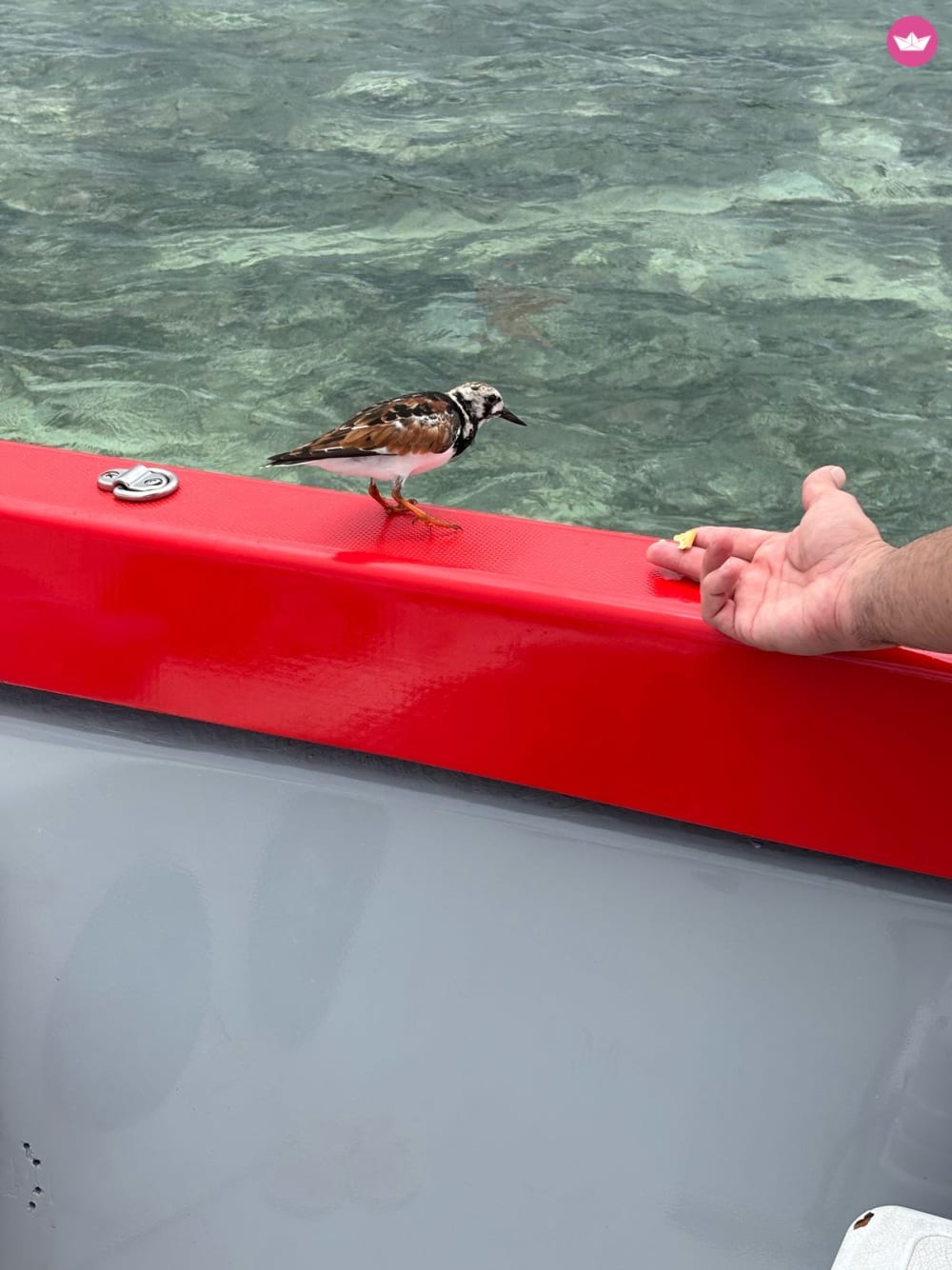 Cap sur les joyaux du lagon : une journée d’évasion totale entre îlets et lagon turquoise