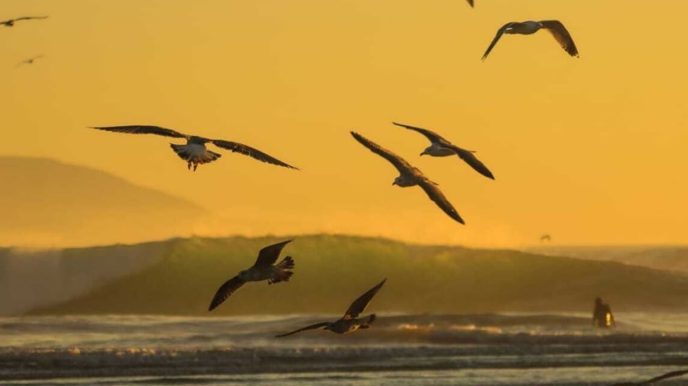 Échappée de 3h en Mer à Imsouane – Vivez la Magie de la Pêche Côtière