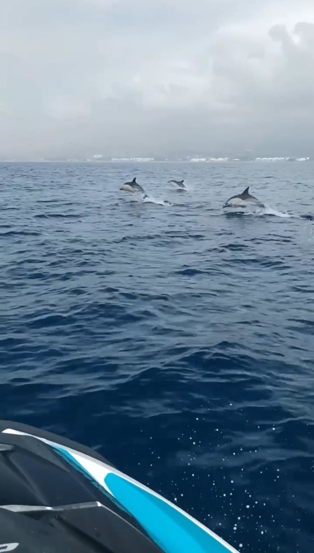 🐬Viaje de avistamiento de delfines🐬
