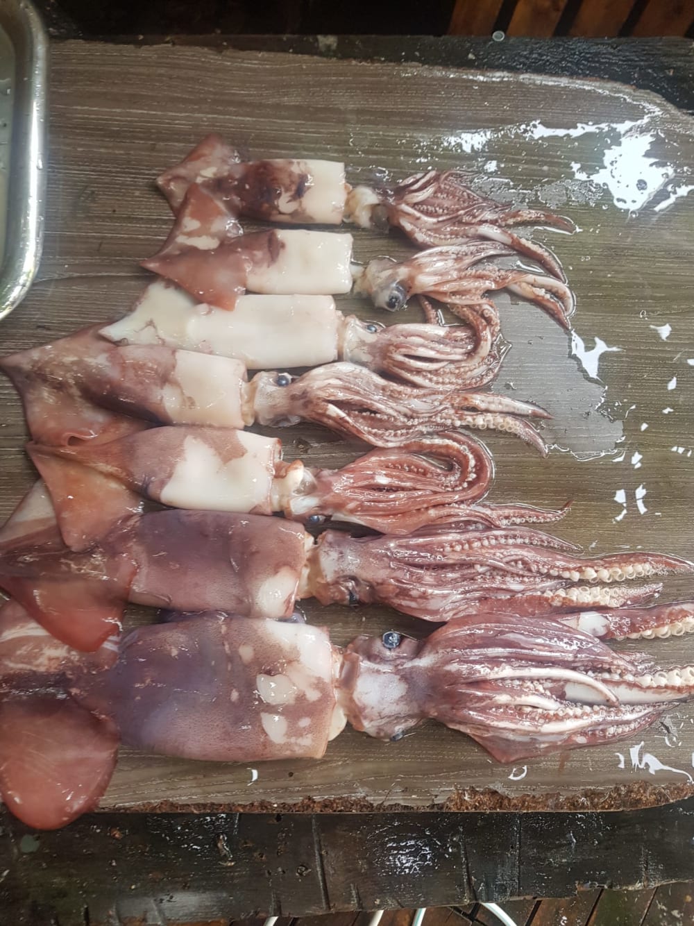 Opération Calamar – Sortie pêche au coucher de soleil