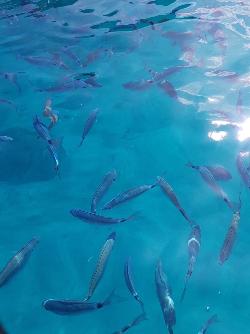 Opération Calamar – Sortie pêche au coucher de soleil