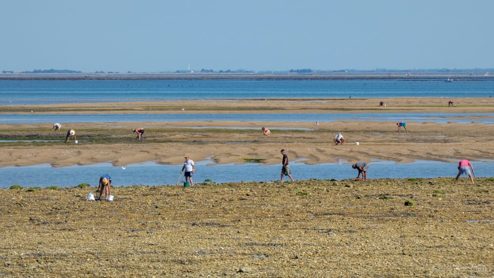 Shellfishing day in the open sea and a stroll along the beautiful beaches of Noirmoutier Island