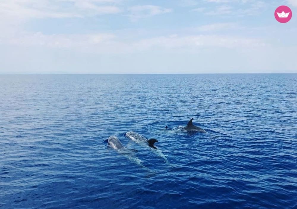 Crociera al tramonto per avvistare i delfini da Giardini Naxos