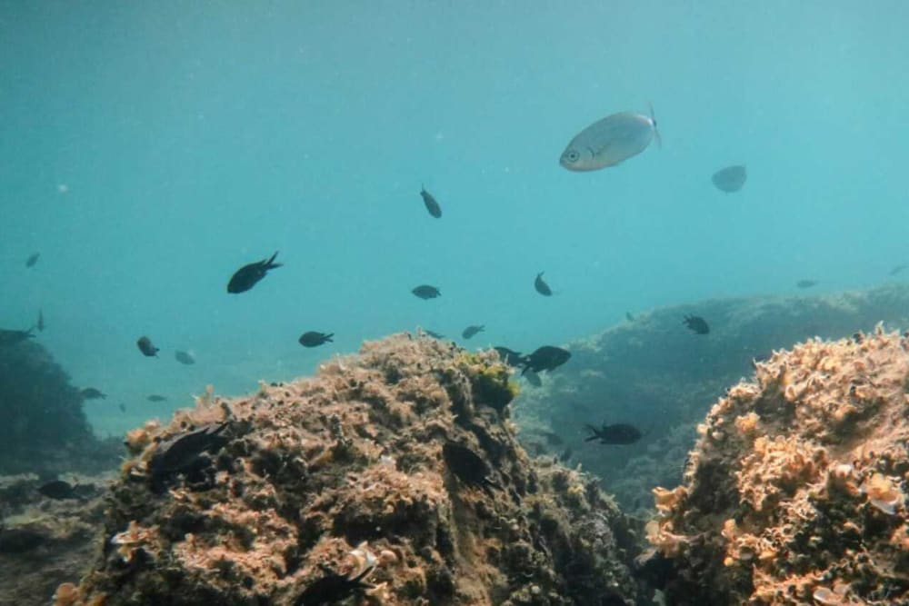 Avventura di 2 ore di snorkeling e nuoto: tuffati nelle acque cristalline dell'Adriatico