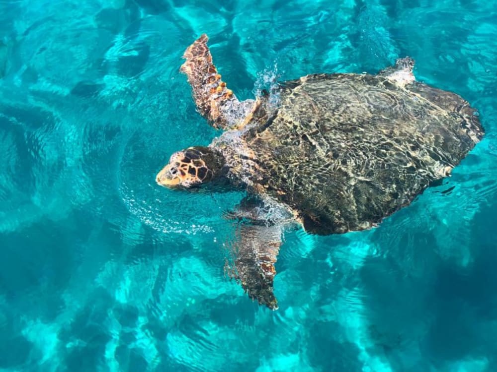 Half-Day Southern Escape with Turtle Watching and Cave Swimming