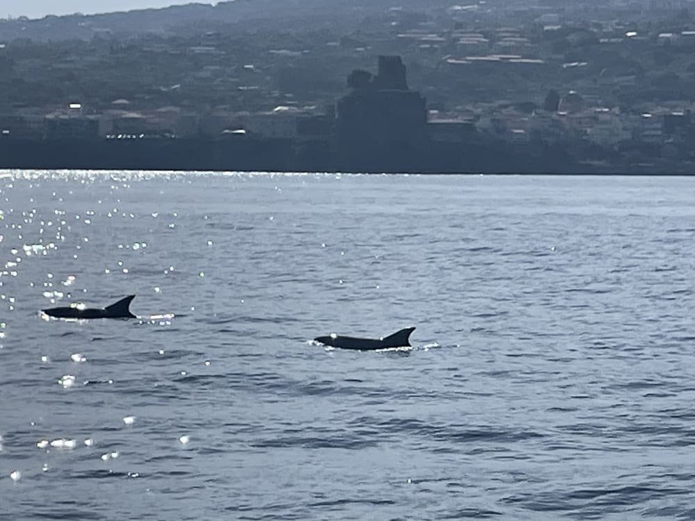 Si parte alla ricerca dei delfini