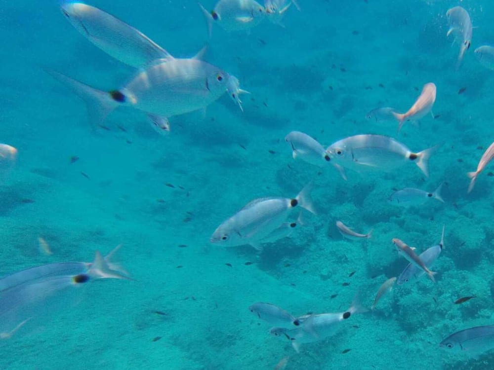 Amalfi Coast: A Day of Mediterranean Splendor