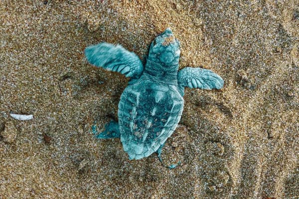 Cover of activity #11681