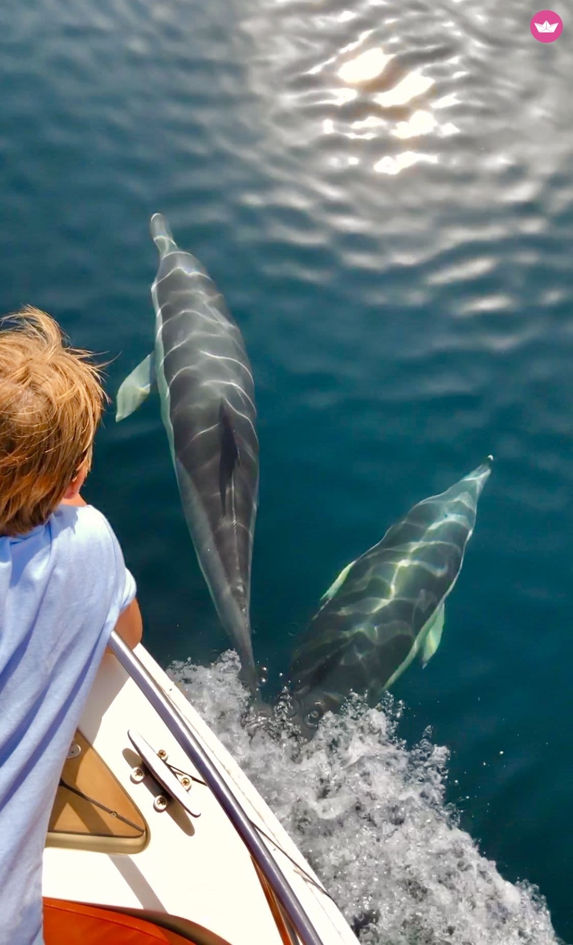 Vilda delfiner: Detta 2-timmarsäventyr i Marbella är Costa del Sols ultimata marina upplevelse!