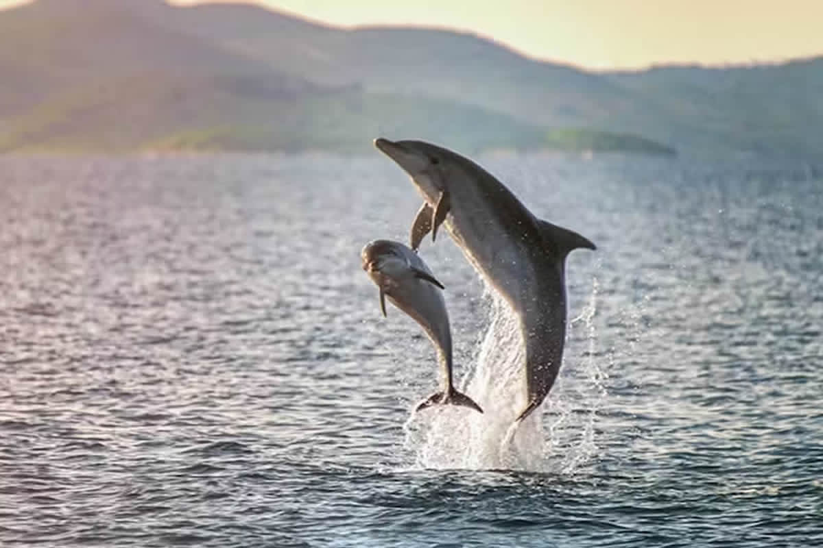 Cover of activity #15405