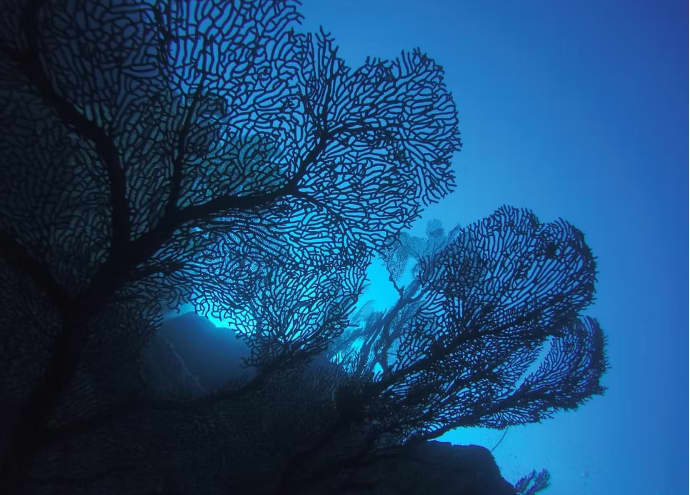A 3h30 Eco-Friendly Marine Discovery Around Île aux Aigrettes