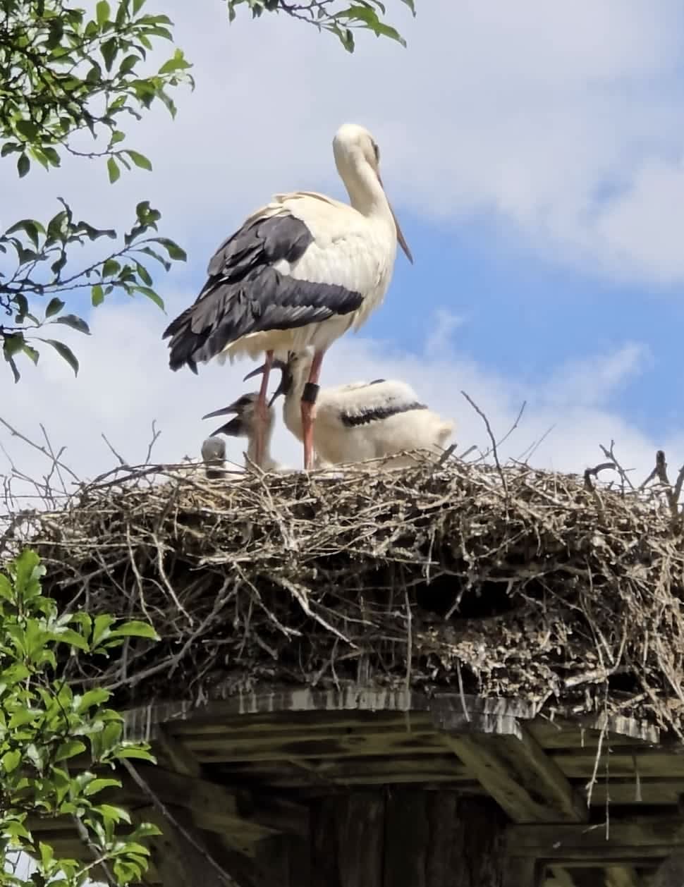 Cover of activity #9024