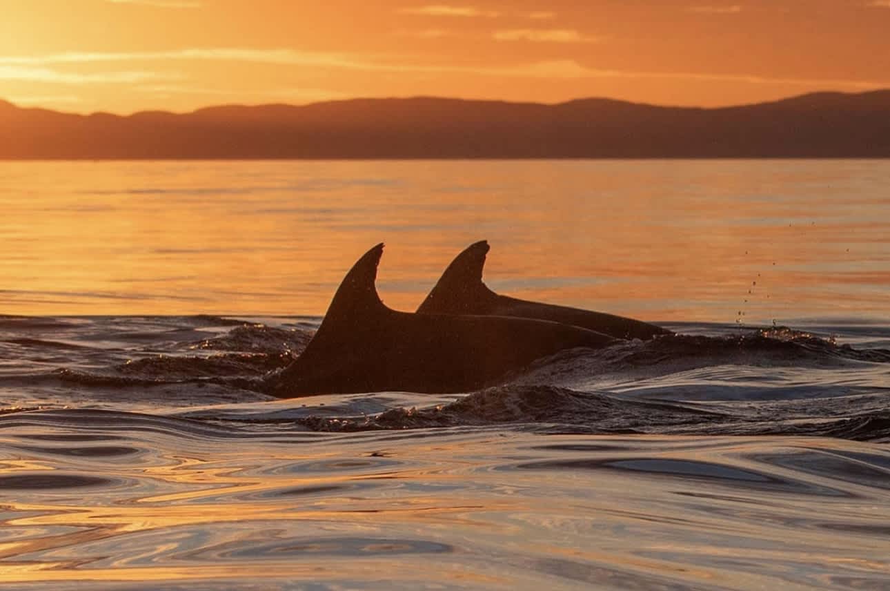 Dolphin Sunset Tour: Aperitif and Snorkeling Off Figarolo Island