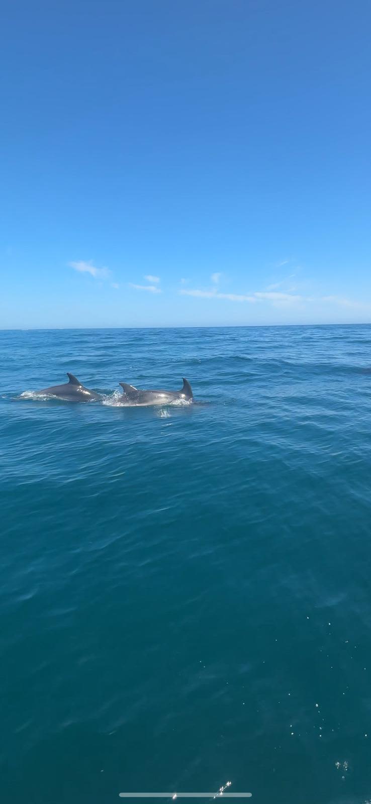 Cover of activity #11906