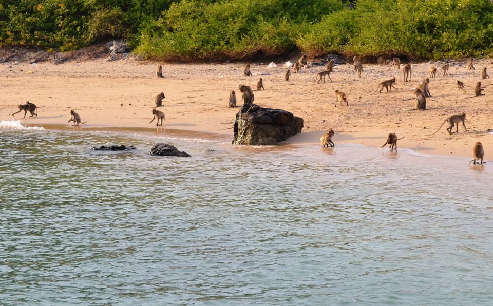 Cover of activity #16515