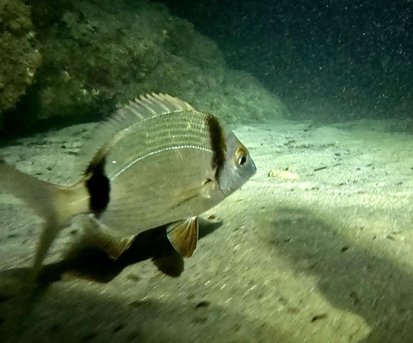 Cover of activity #16346