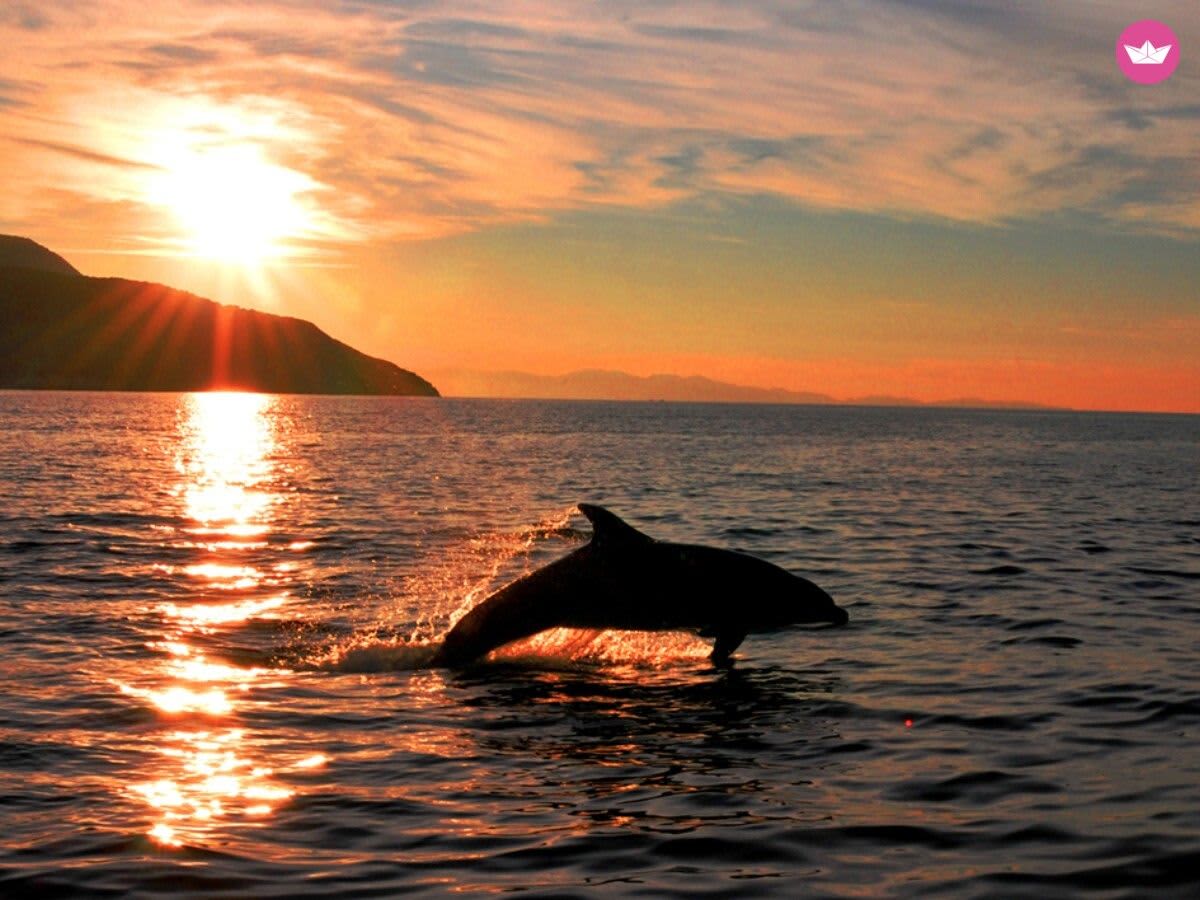 Cover of activity #16969