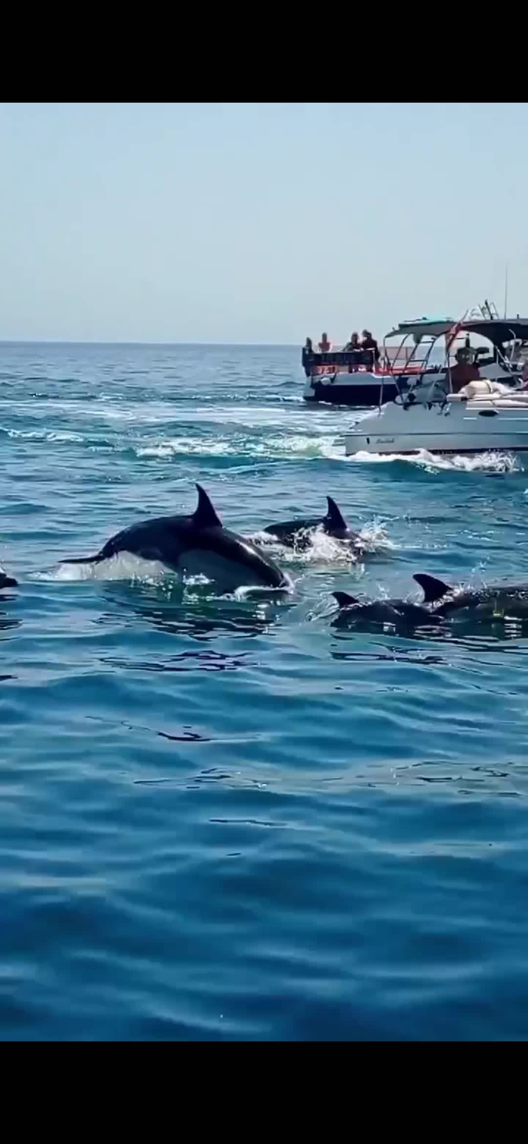 Cover of activity #15781