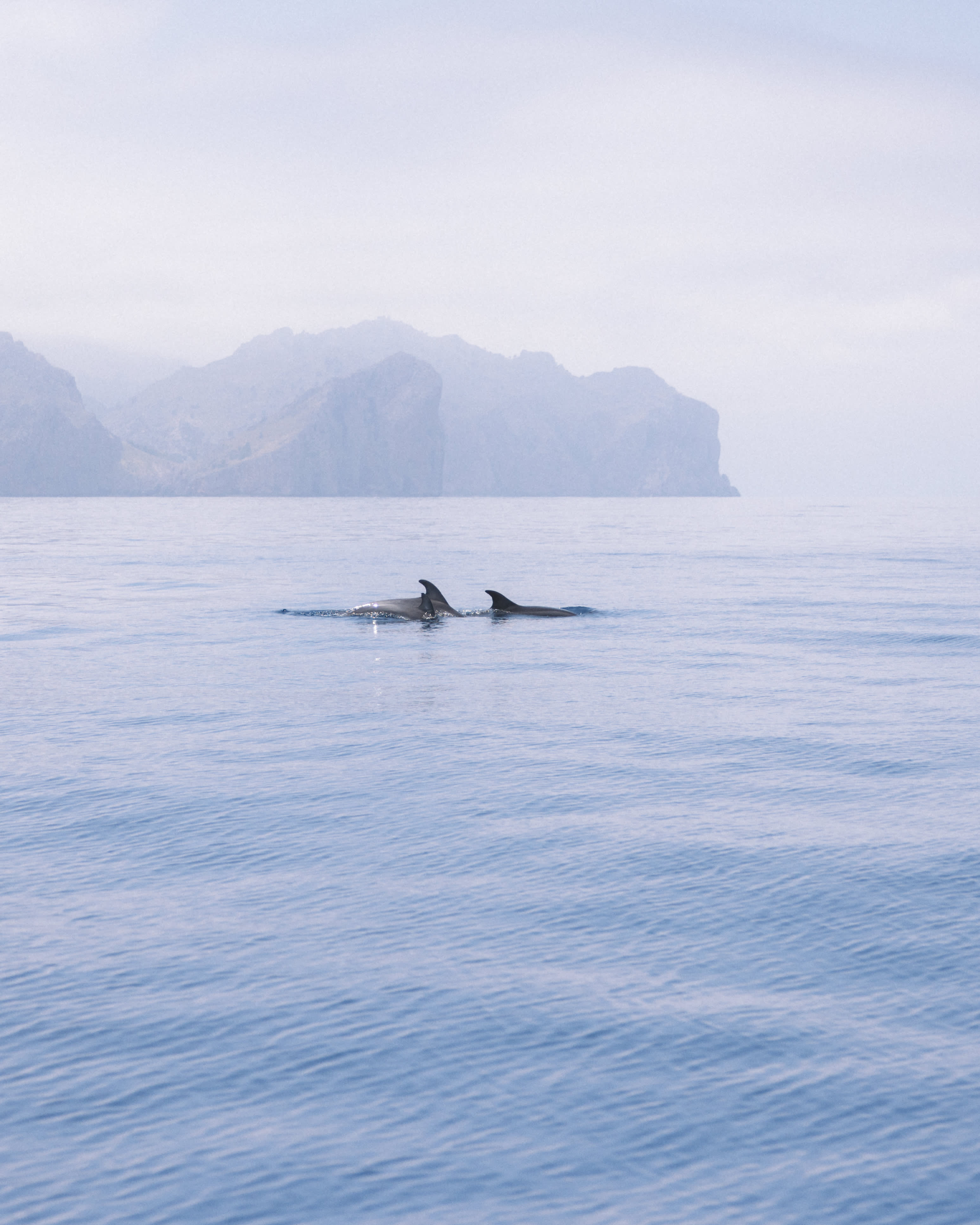Nascer do sol no mar e observação privada de golfinhos.