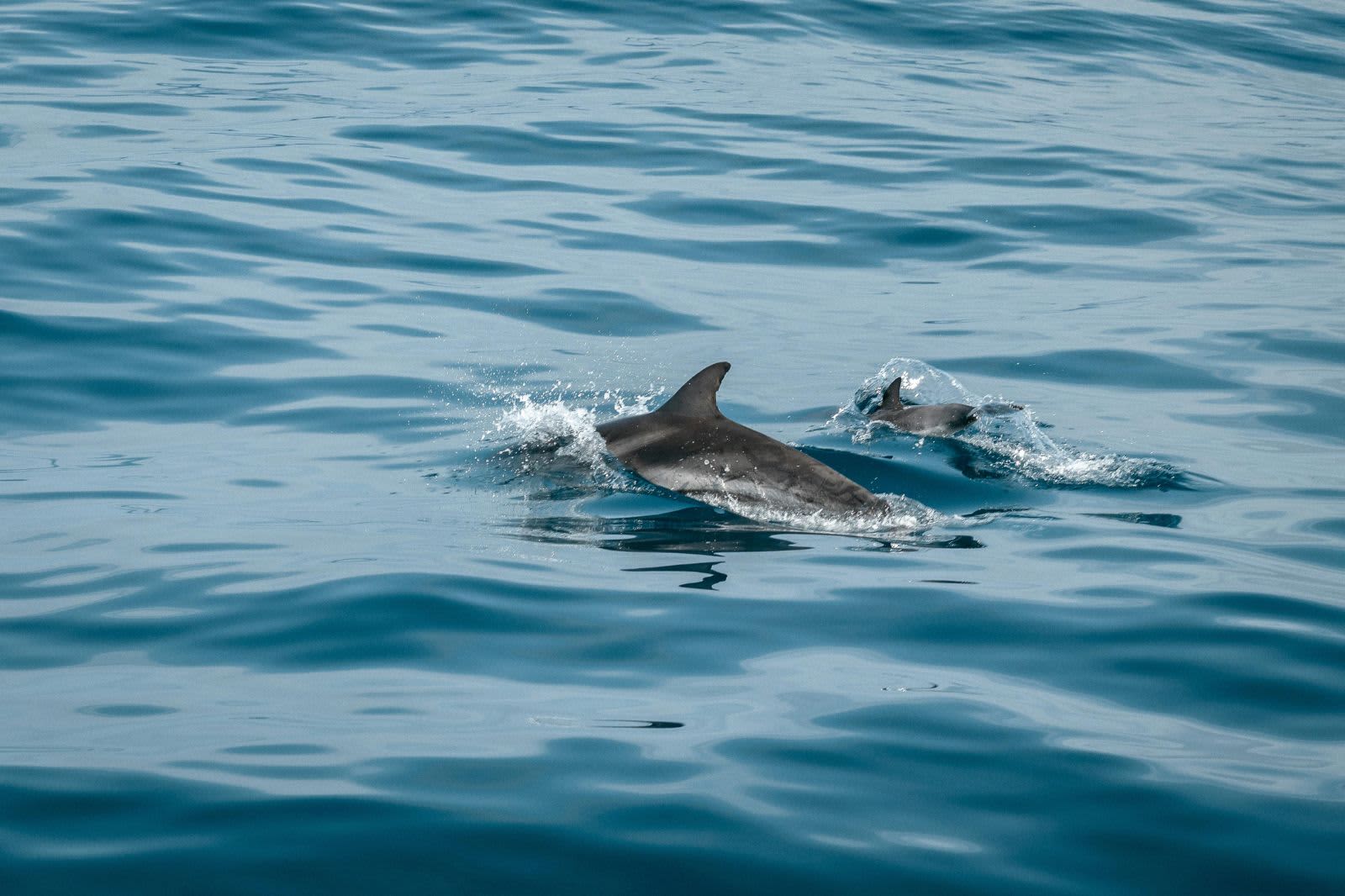Rencontre magique avec les dauphins