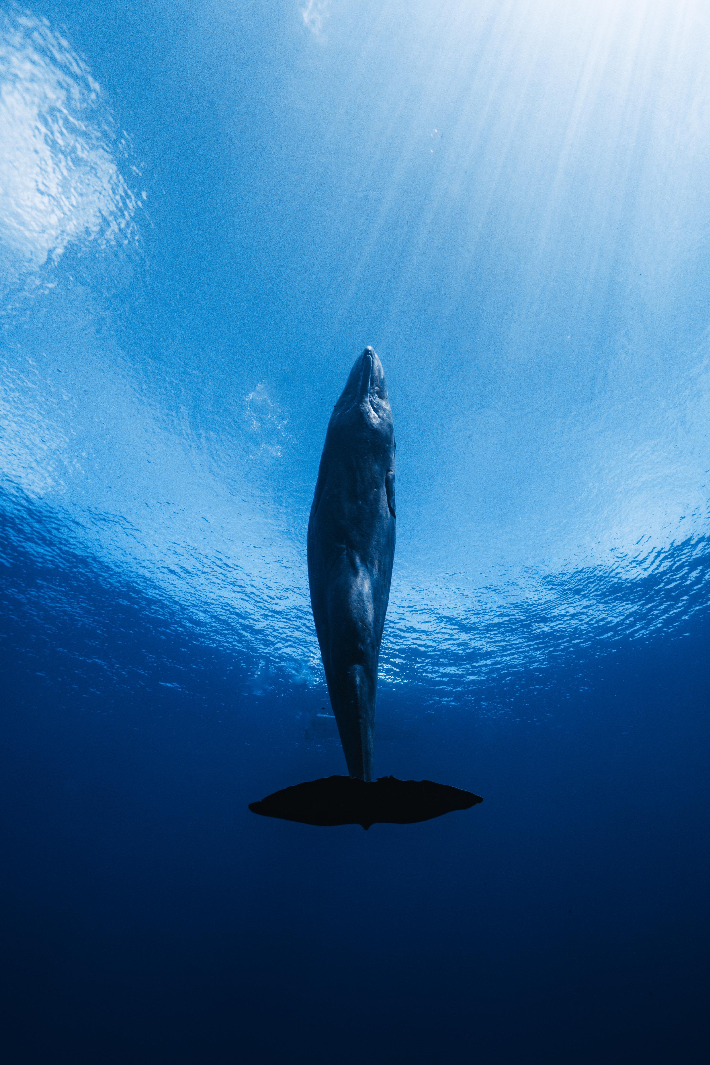 Cover of activity #16061