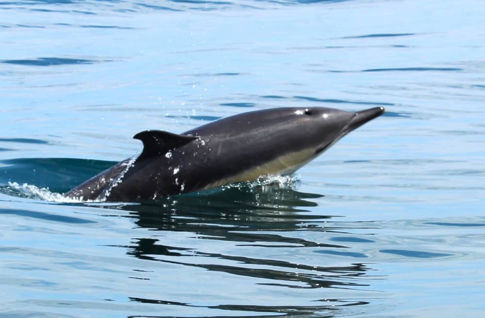 Découvrez La Forêt-Fouesnant lors d'une excursion d'une journée en bateau à moteur.