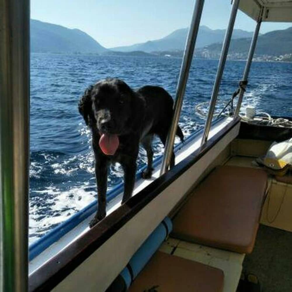 Hidden Shores Adventure: Utforska, simma och dyk på Tjesna Luka, Veslo och Dobra Luka