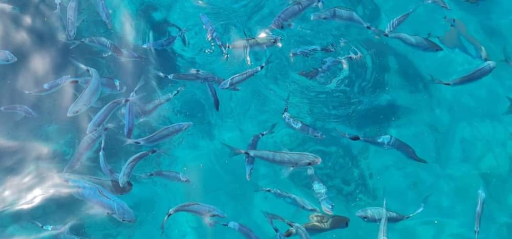 Halvdag privat kryssning i norra Korfu - En flexibel flykt på vattnet