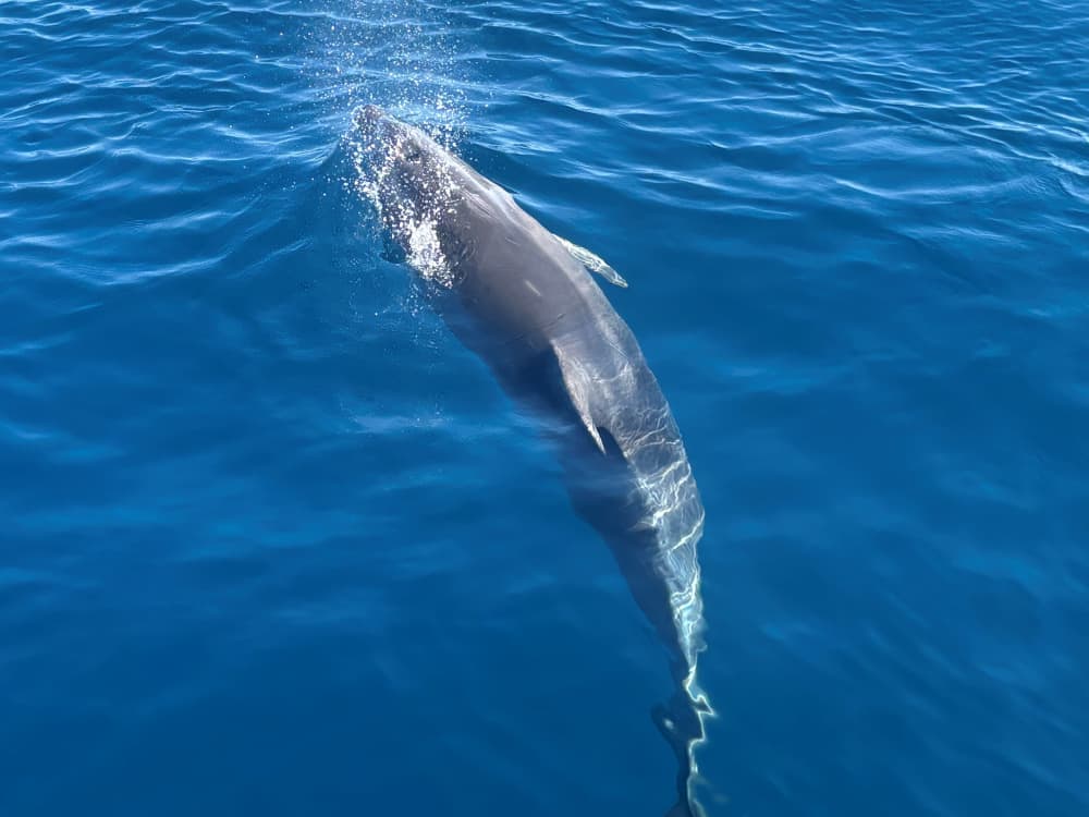 Zeiltocht rond Cap Ferrat met picknick