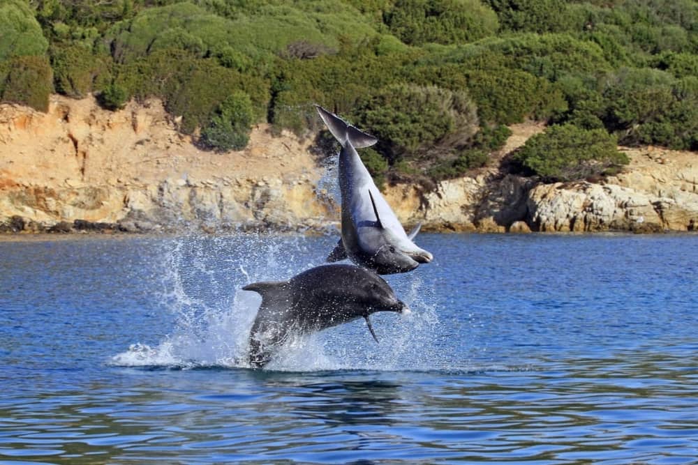 Explore the Beautiful Alghero’s Crystal Coastline by Sea