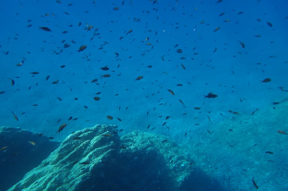 Giornata memorabile in mare, tutto compreso, con partenza da Sanary-sur-mer