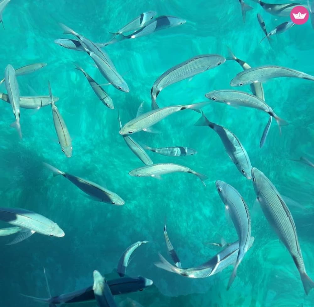 Norte da Sardenha: Tour de 4 horas