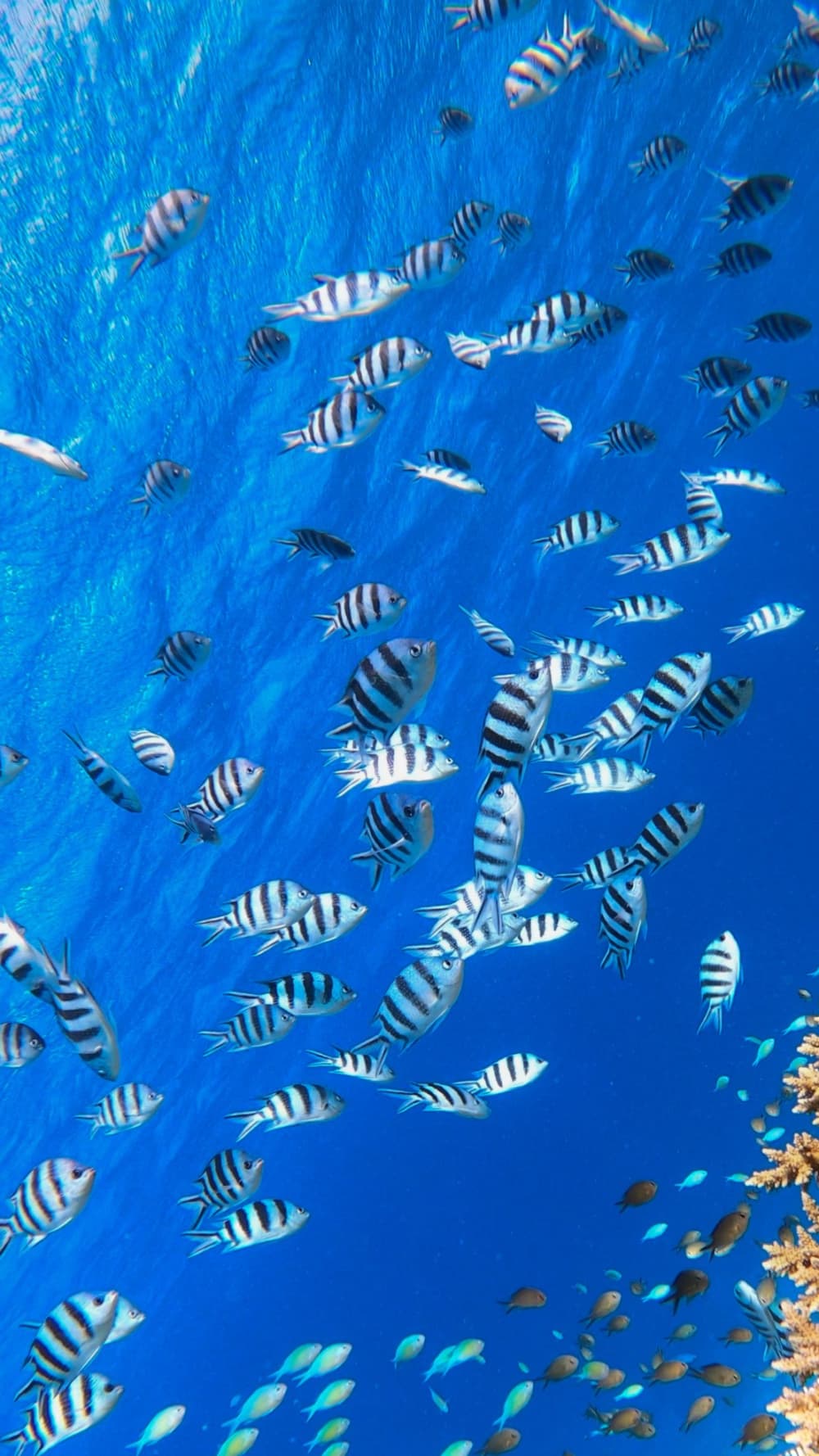 Sofisticação no mar: Descubra Hurghada a bordo de um iate de luxo.