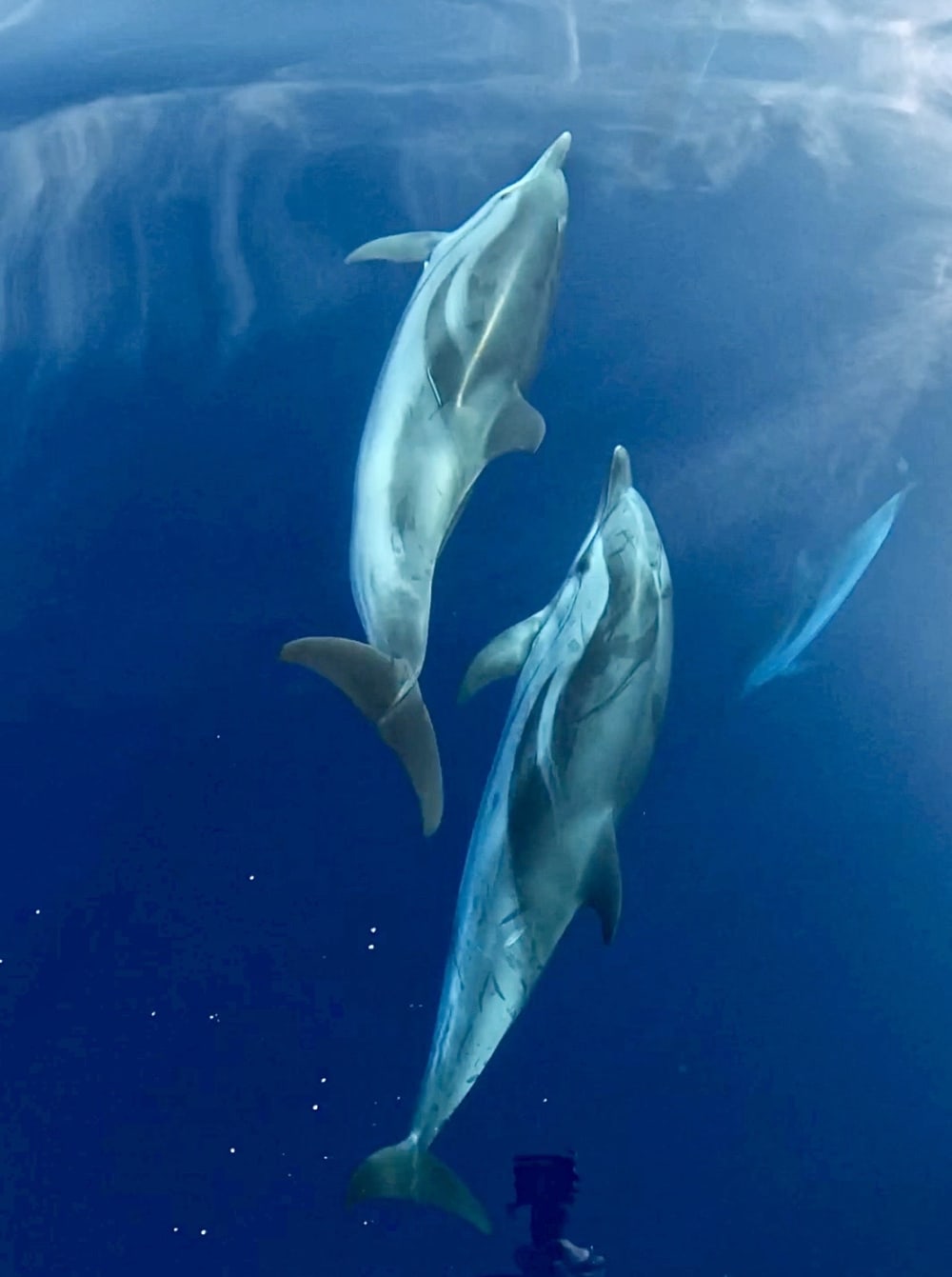 Tour Esclusivo in Barca a Vela a Tropea - Mezza Giornata