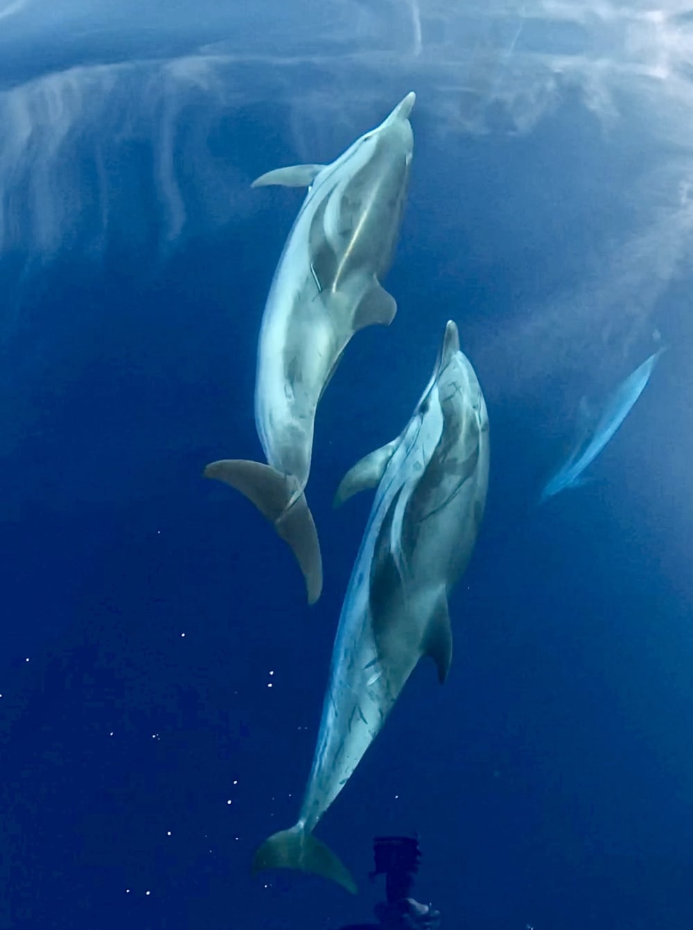 Tour Esclusivo in Barca a Vela a Tropea - Mezza Giornata