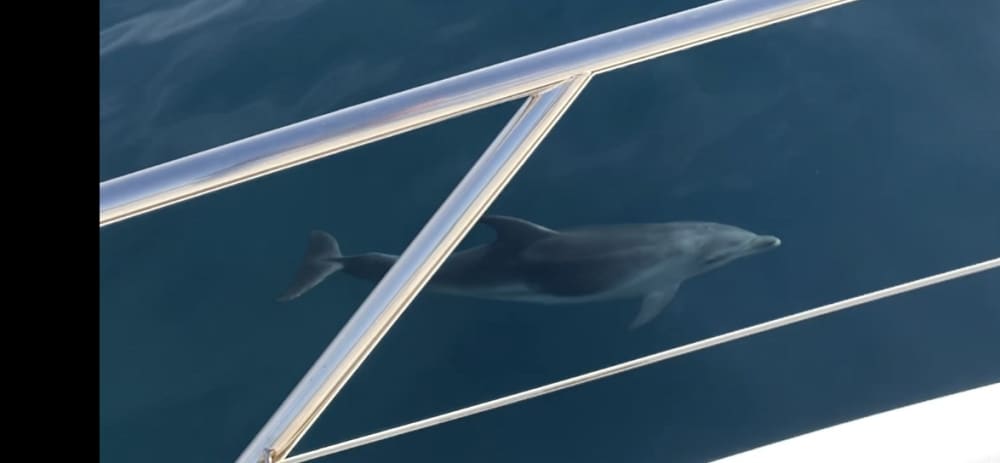 Découvrez les rivages de Saint-Tropez : une excursion d'une journée complète à bord d'un bateau à moteur