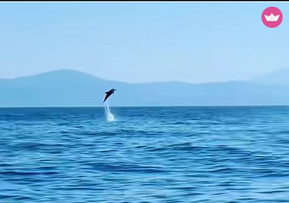 STWÓRZ SWOJĄ CHWILĘ: PRYWATNA ŁÓDŹ: NAPOJE-PŁYW WIOŚLĄ-DELFIN-SNORKEL-WĘDKOWANIE 3 GODZINY