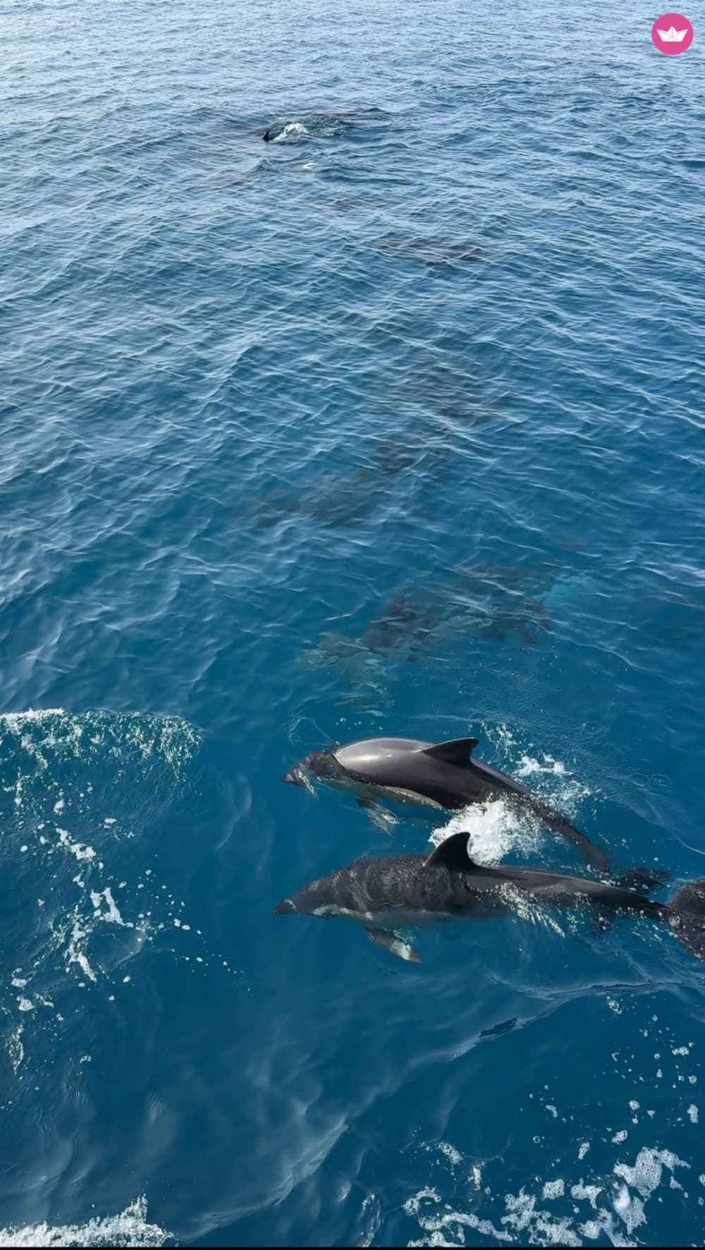 STWÓRZ SWOJĄ CHWILĘ: PRYWATNA ŁÓDŹ: NAPOJE-PŁYW WIOŚLĄ-DELFIN-SNORKEL-WĘDKOWANIE 3 GODZINY