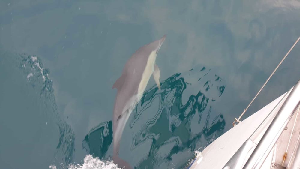 Profitez d'une journée en mer à Arzal à bord d'un voilier