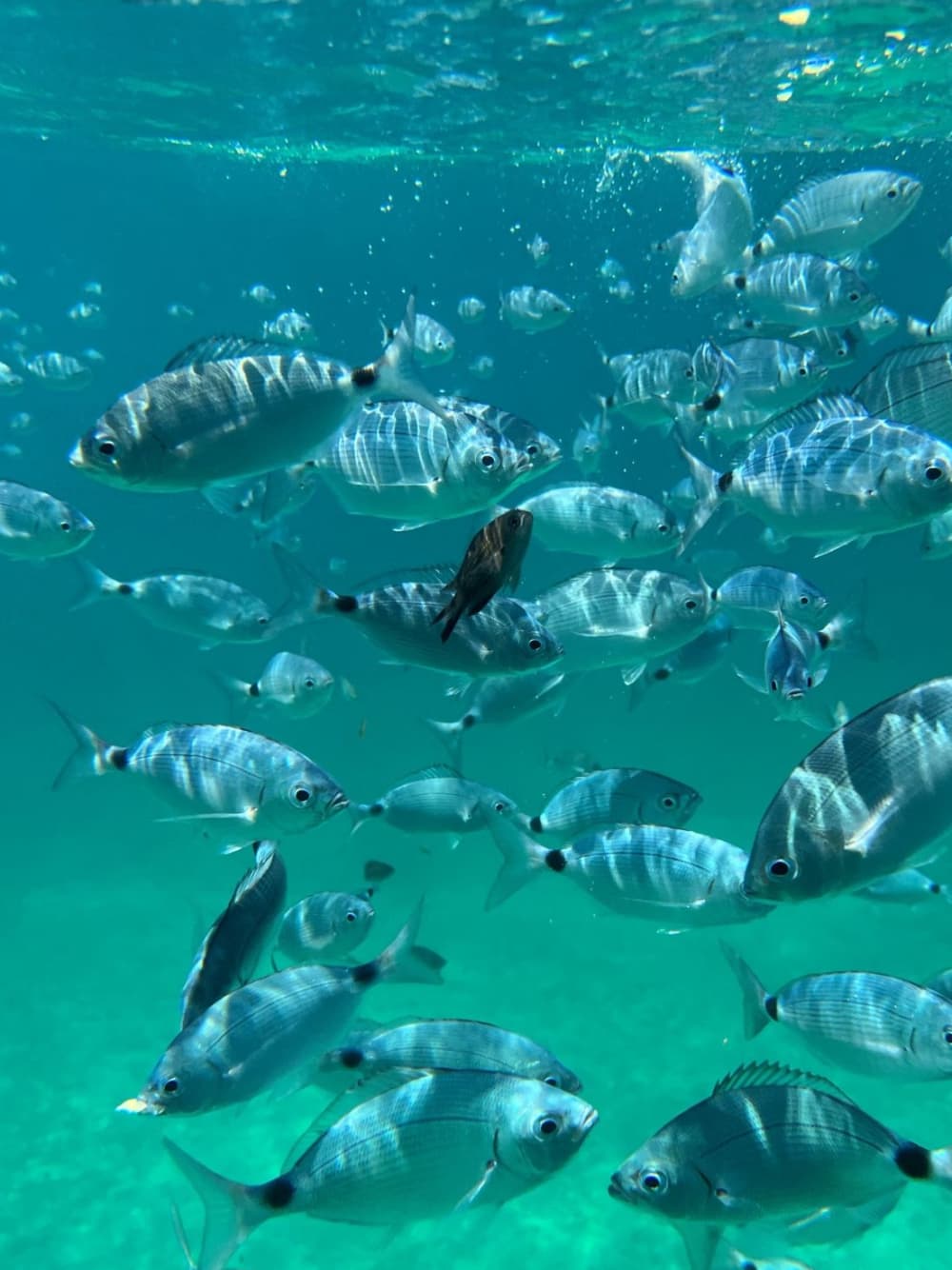Visite de 6 heures de la côte nord de Majorque