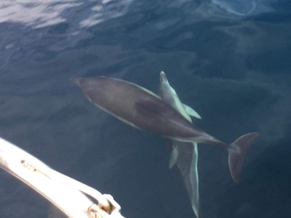 Explorez La Forêt-Fouesnant et profitez d'une journée complète de navigation à la voile.