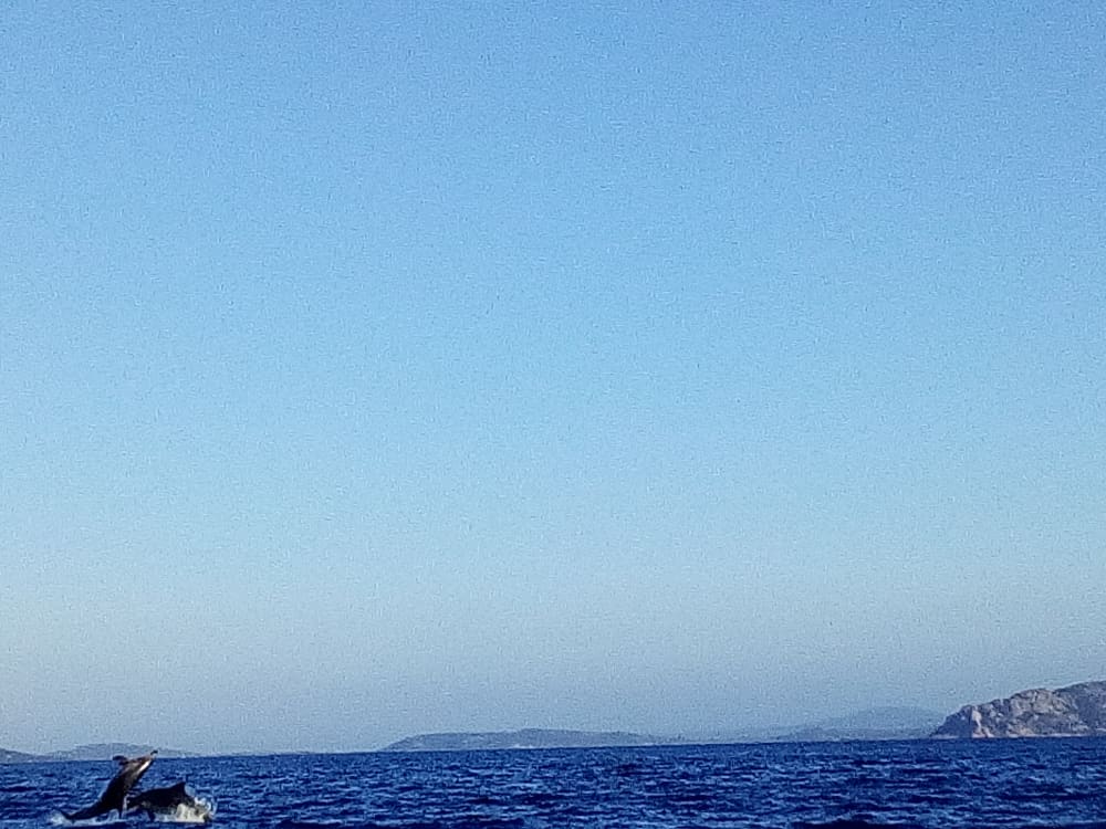 Au départ de Golfo Aranci, sur les traces des dauphins : une aventure de 2 heures pour adultes et enfants.