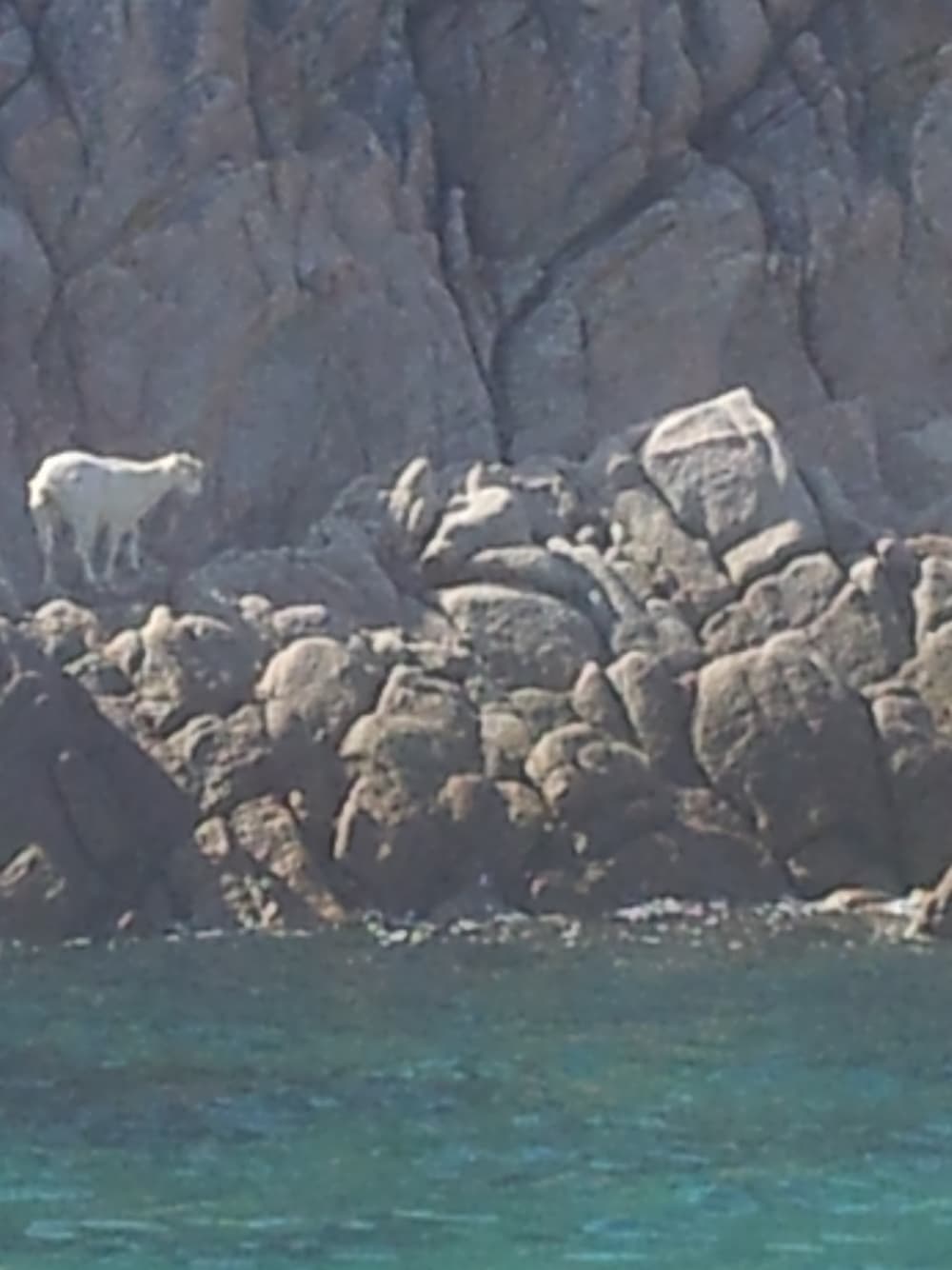 Au départ de Golfo Aranci, sur les traces des dauphins : une aventure de 2 heures pour adultes et enfants.