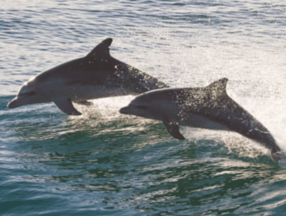 Quête des dauphins et charme côtier : croisière de 4 heures sur la Costa Blanca