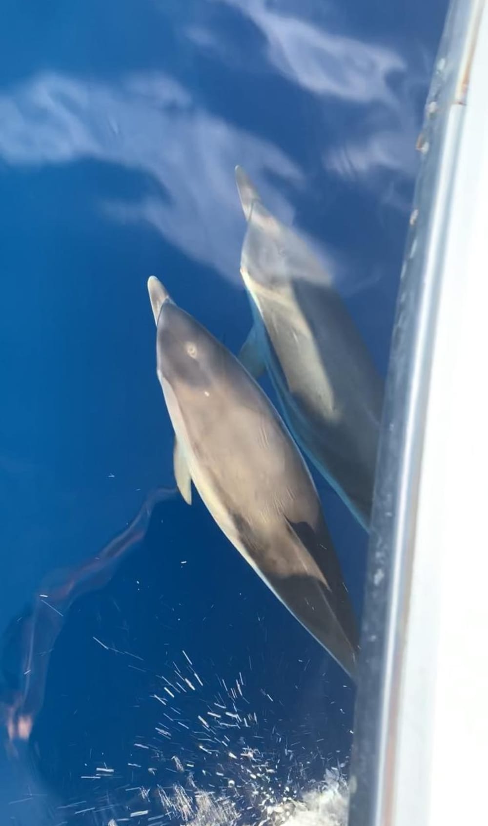 Halvdags drömresa från Saint-Tropez och omegn – all inclusive