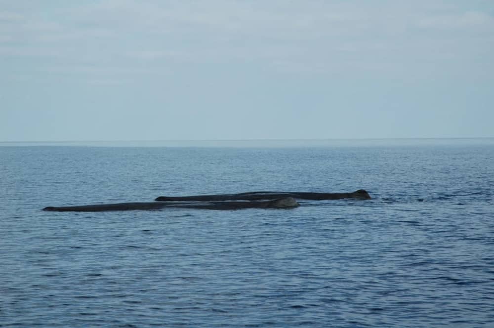 Excursion d'une journée en catamaran – Découvrez la côte sicilienne