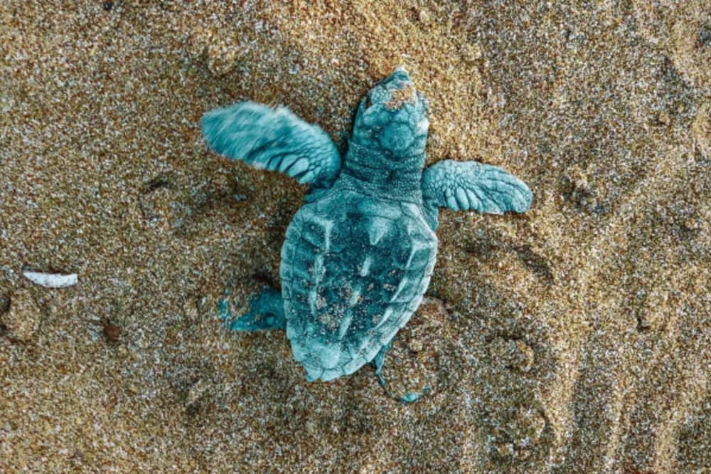 Explore Marathonisi Island: 4-Hour Sea Adventure