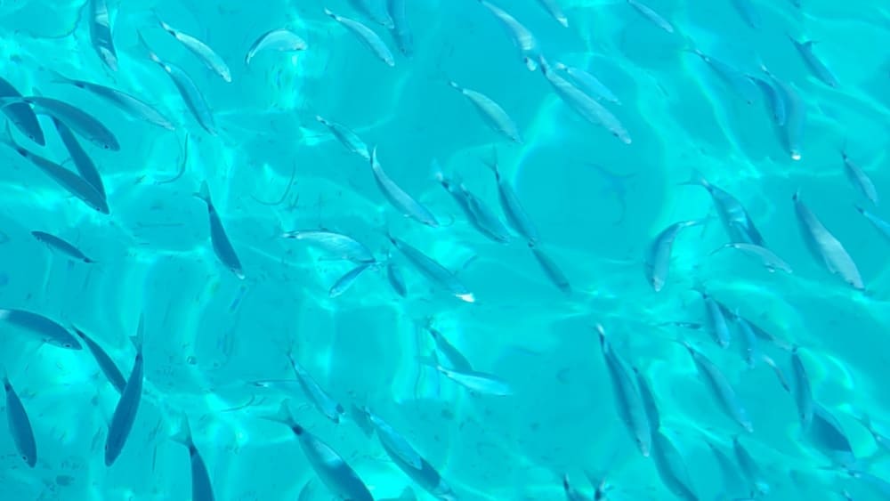 Goditi un'escursione in motoscafo di 8 ore e mezza alle isole di Lérins, con partenza da Cannes.